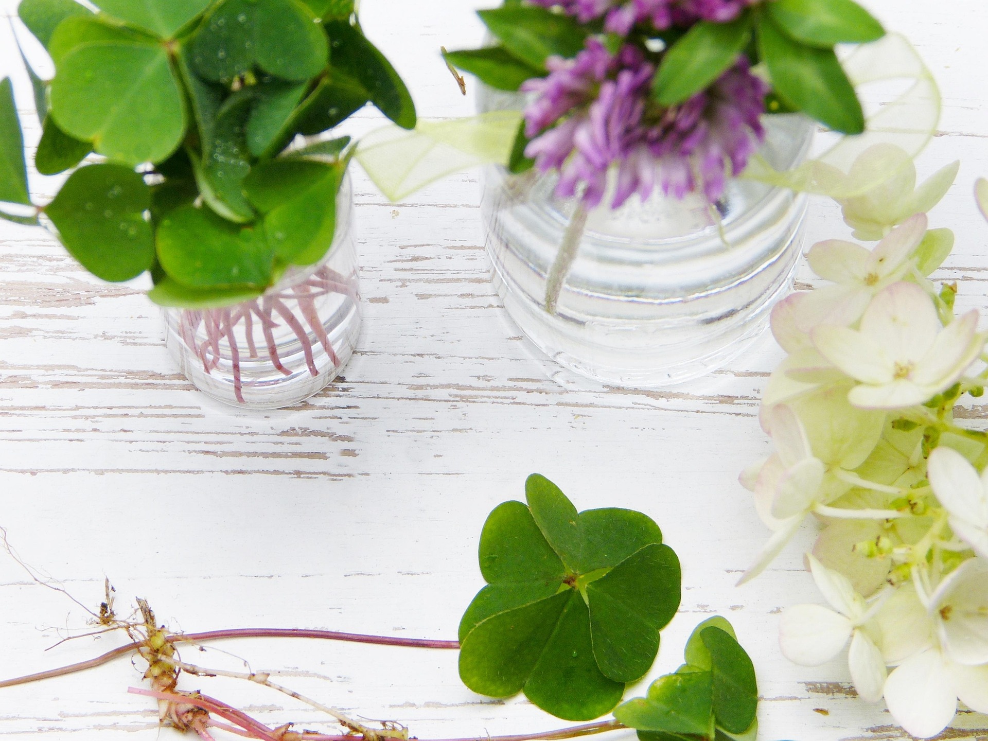 clover-4240765_1920
